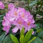 Rhododendron maximumFloare