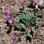 Malope malacoides موطن