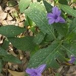 Ruellia tuberosa फूल