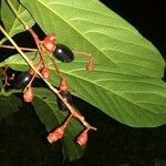 Ocotea atirrensis Hoja
