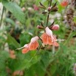Salvia coccinea Blomma