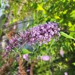 Buddleja japonicaKwiat