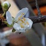 Prunus domestica Flower