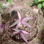 Tradescantia spathaceaFeuille