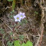 Gentiana pedicellata Hábito