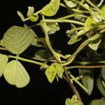 Desmodium cajanifolium Fruit