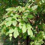 Acer monspessulanum ഇല