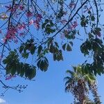 Ceiba speciosa Leaf