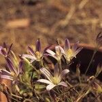 Brodiaea orcuttii Blomst