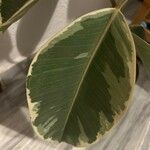 Ficus elastica List