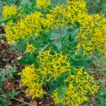 Senecio ovatusFlower