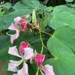 Bauhinia monandra পাতা