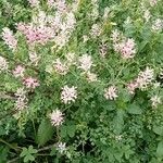 Fumaria agraria Hábito