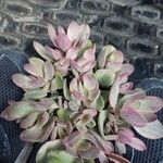 Crassula pubescens Лист