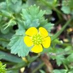 Ranunculus tuberosus Flors