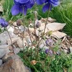 Aquilegia pyrenaica Листок