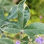 Vitex trifolia Blatt