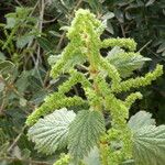 Urtica membranacea Листок