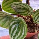 Peperomia argyreia Blad