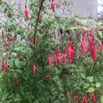 Fuchsia magellanica Lam.Blomst