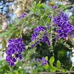 Duranta erectaফুল