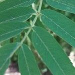 Sorbus domestica Leaf