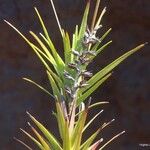 Dracophyllum balansae অভ্যাস