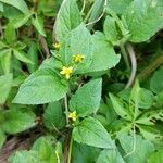 Synedrella nodiflora Цвят