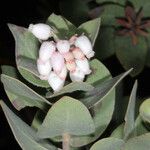Arctostaphylos auriculata 花