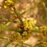 Ephedra viridis Kvet