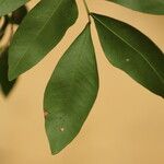 Gilletiodendron kisantuense Leaf