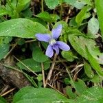 Viola sororia Kvet