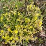 Sedum acreFlower