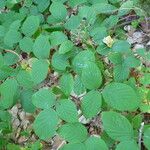 Rubus nigricans ᱮᱴᱟᱜ