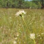 Rhynchospora alba Квітка