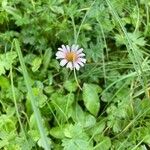 Bellis perennisFlower