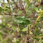 Baccharis halimifolia पत्ता