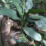 Dieffenbachia parlatorei Leht