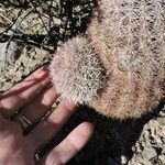 Echinocereus dasyacanthus Yeri