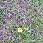 Oenothera triloba Flower