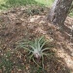 Tillandsia utriculata برگ