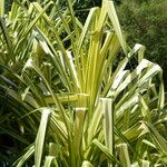 Pandanus tectorius Buveinė