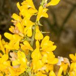 Genista scorpius फूल