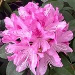 Rhododendron spp. Flower
