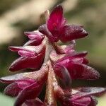 Bulbophyllum pumilum Flor