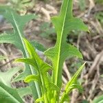 Lactuca indica Blatt