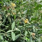 Buddleja × weyeriana Habitus