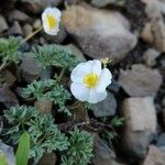 Ranunculus seguieri Hábito