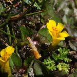 Mimulus glabratus Hábitos