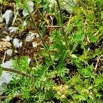 Achillea atrata Blatt